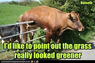 Cow climbing a fence: the grass really looked greener
